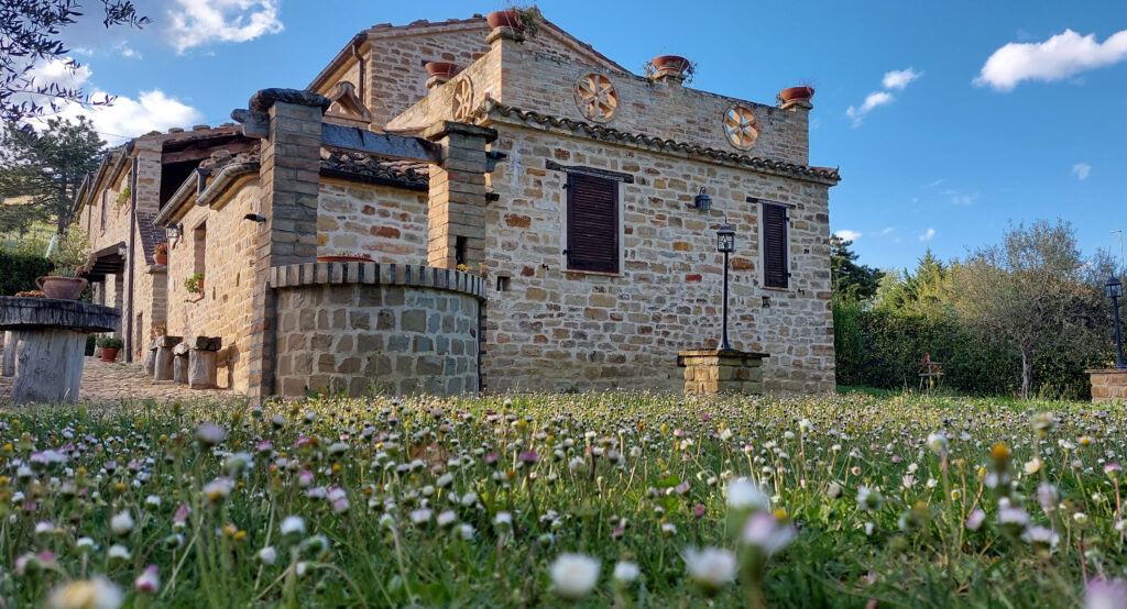 Margherite su pietra